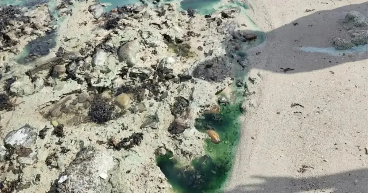 MPF investiga danos socioambientais causados por contaminação química na praia de São Tomé de Paripe